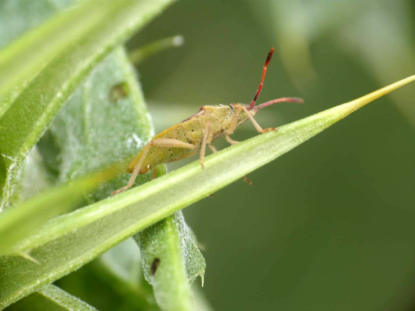 Maccevethus sp. - Tolfa (RM)
